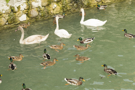 Swans and ducksの写真素材