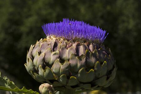 Artichoke flower in the wildの写真素材