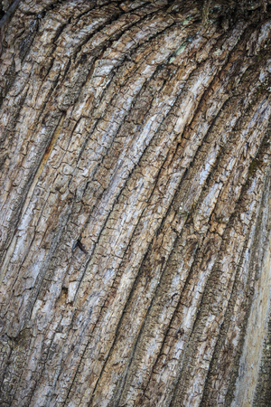 chestnut bark close upの写真素材