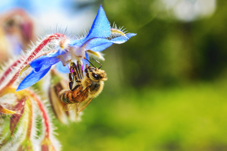 Bee on borage flowerの写真素材