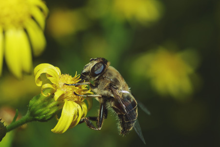 Bee on yellow flowerの写真素材