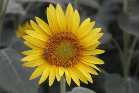 Close-up Of A Bee On A Sunflowerの写真素材