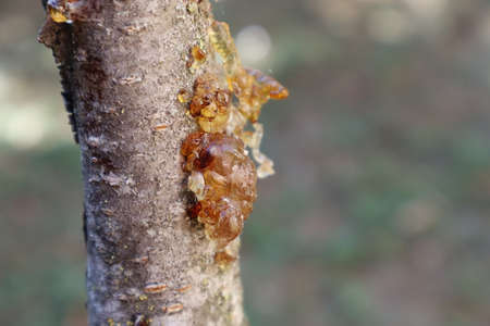 Close up of hardened fruit tree resinの写真素材