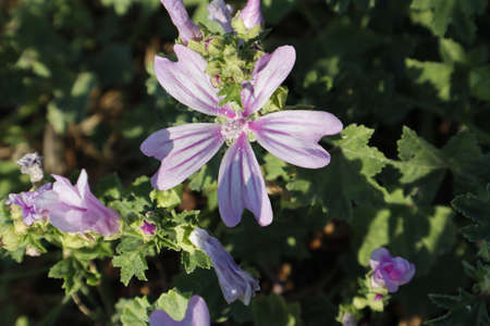 Close-up of a Malva sylvestris flowerの写真素材