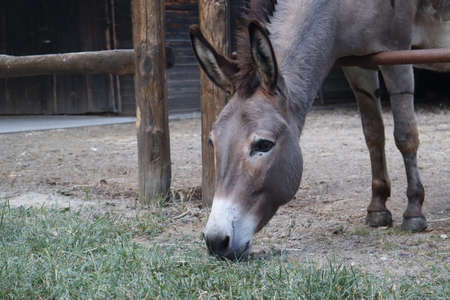 Close-up Of A Domestic Donkeyの写真素材