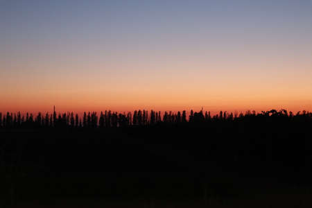 Sunrise with row of trees in the backlightの写真素材
