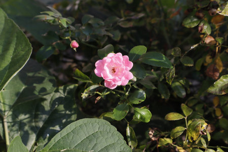 A pink flower and some buds of Rosa 'Bonica 82'の写真素材