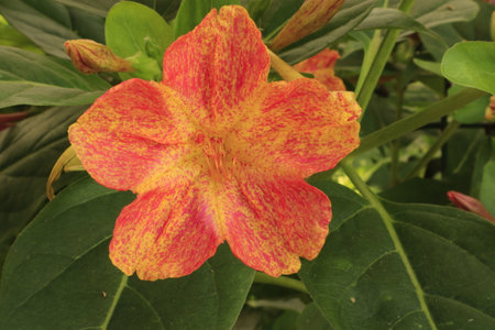 Close up of a red and yellow Mirabilis jalapa flowerの写真素材
