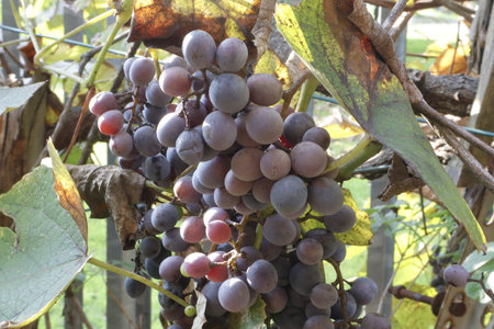Closeup of bunches of ripe red grapes in autumnの写真素材