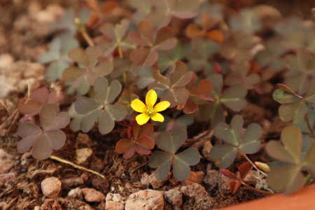 Oxalis corniculata flower with gravel in a vaseの写真素材