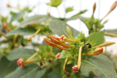 Close up of closed red and yellow Mirabilis jalapa flowersの写真素材