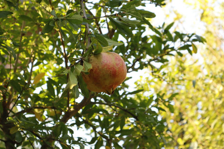 close-up of a pomegranate fruit on the treeの写真素材