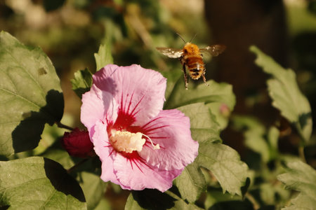 Close up of Bumblebee flying away after pollinating a Hibiscus Syriacusの写真素材