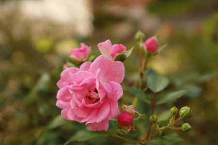 Close up of a pink flower and some buds of Rosa Bonica 82の写真素材