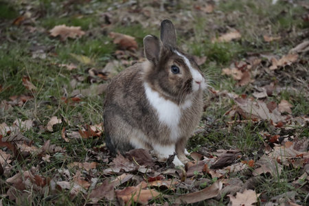 Domestic rabbit on a meadow with autumn leavesの写真素材