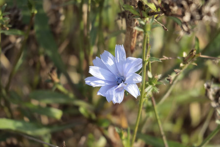 Close up of a chicory flower in a fieldの写真素材