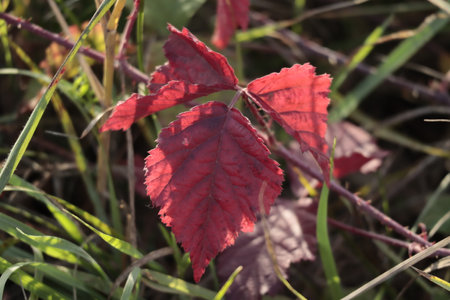 Close up of poison ivy leaves in autumnの写真素材