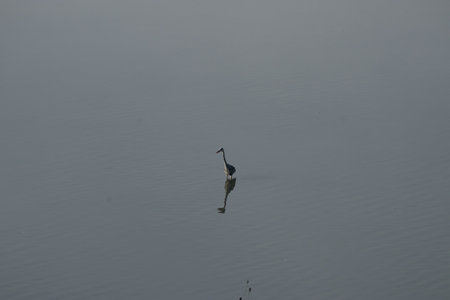 Solitary Gray Heron in the middle of the water at the Secchia River Nature Reserve, Modena, Italyの写真素材