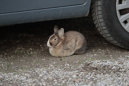 Sleepy domestic rabbit resting under a carの写真素材