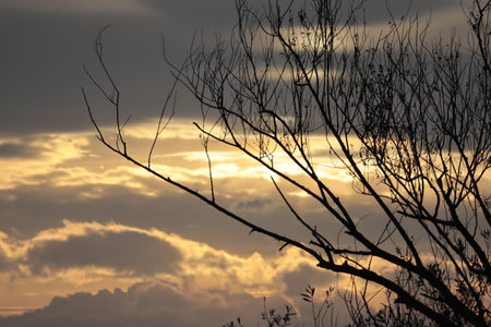 Clouds at sunset behind the branch of a bare tree in autumnの写真素材