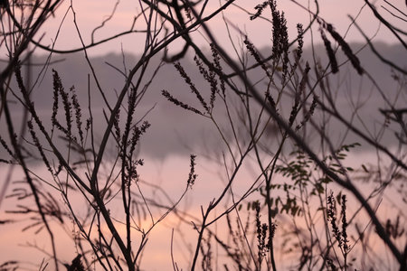 Interweaving of branches and plants at sunset in the Secchia Nature Reserve; Campogalliano, Emilia Romagna, Italyの写真素材