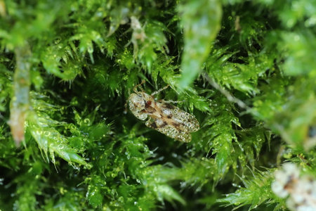 Macro of a specimen of Corythucha in the middle of the moss with the body covered in dewdropsの写真素材