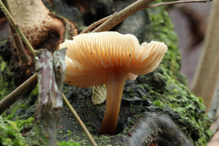 Mushroom on a tree trunk taken from belowの写真素材