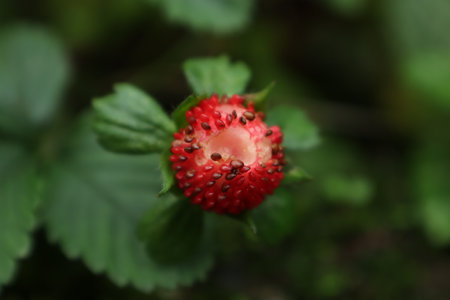 Wild strawberry eaten by an animal top viewの写真素材