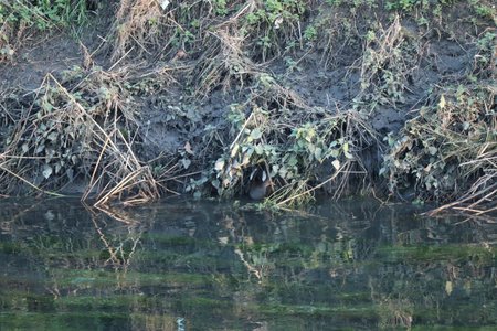 Moorhen peeking out of its burrow along the riverの写真素材