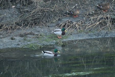 Two pairs of mallards, one in the waterの写真素材
