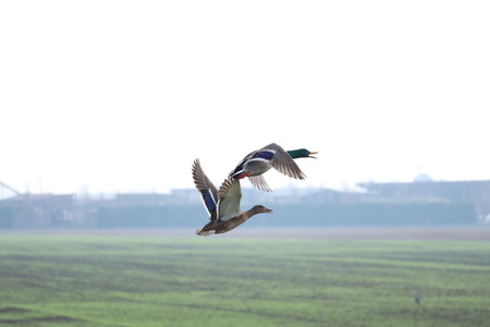 Pair of mallards in flight in the middle of the countrysideの写真素材