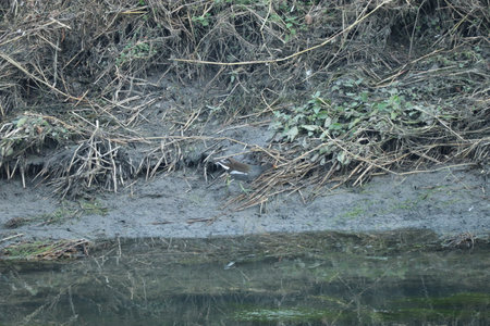 Moorhen running along the river bankの写真素材