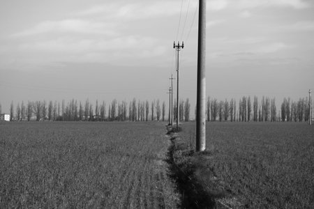 Electricity poles running along a ditch with an avenue of poplars in the backgroundの写真素材