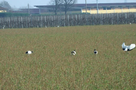 Four Sacred Ibis in the middle of an overgrown fieldの写真素材