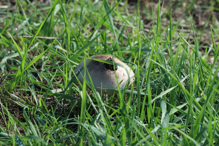 Close-up of a mushroom of the Volvopluteus gloiocephalus species with a bell-shaped capの写真素材