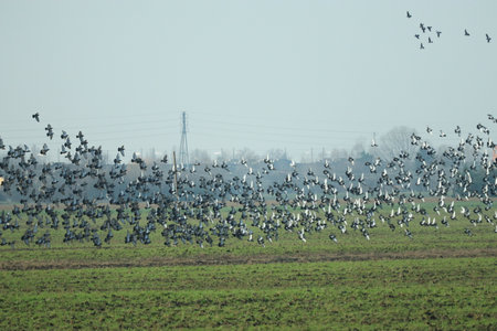 Flock of pigeons soaring from a fieldの写真素材