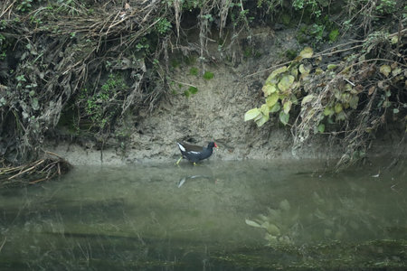 Moorhen running along the muddy river bankの写真素材