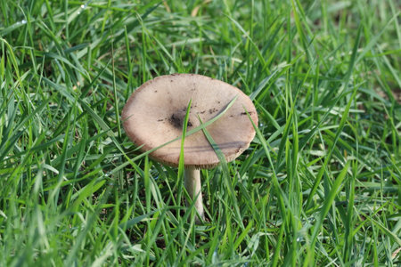 Close-up of a mushroom of the Volvopluteus gloiocephalus species with flattened capの写真素材