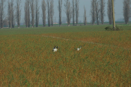 Three Sacred Ibis in the middle of an overgrown fieldの写真素材