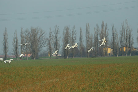 Flock of Sacred Ibis flying over an overgrown fieldの写真素材