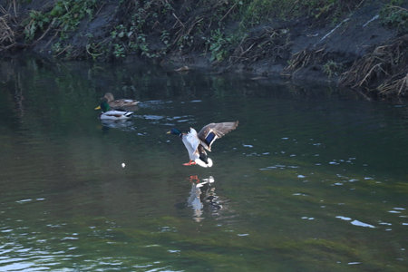 Male mallard about to hit the water while glidingの写真素材