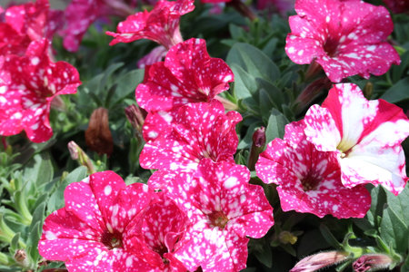 Petunia is a genus of flowering plants in the family Rosaceae.の写真素材