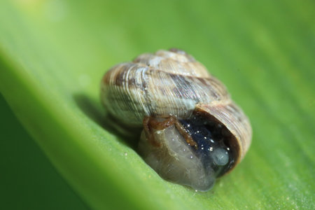 Snail on a green leaf in the wild, closeup of photoの写真素材