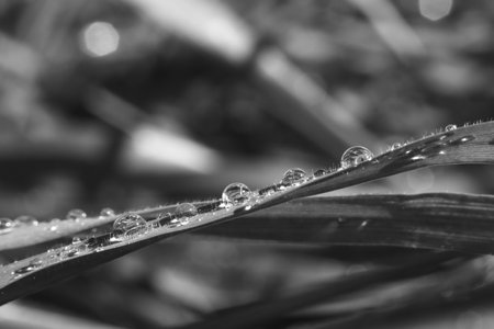 Water droplets on the grass blade. Black and white photo.の写真素材