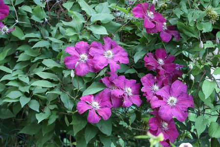 Beautiful purple clematis flowers with green leaves in the gardenの写真素材