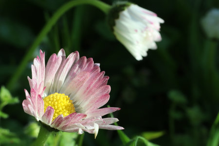 Daisy flower in the garden. (Bellis perennis)の写真素材