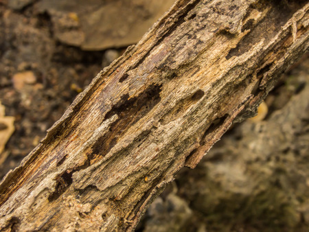 Decaying log focus on the center Decaying log focus on the center