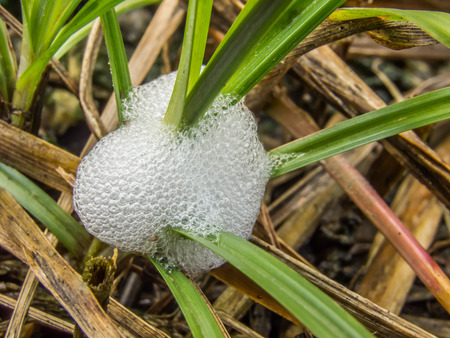 spittlebug egg bubbleの写真素材