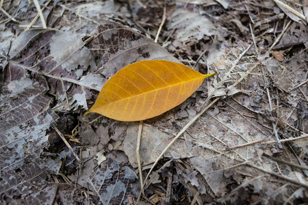 an autumn leaf