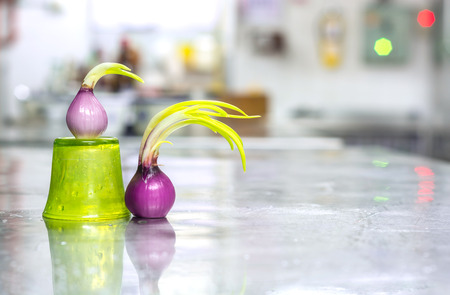 incoming season spanish onion spring